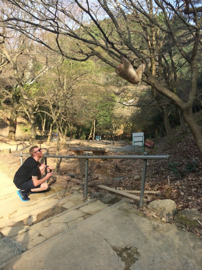 monkey kyoto