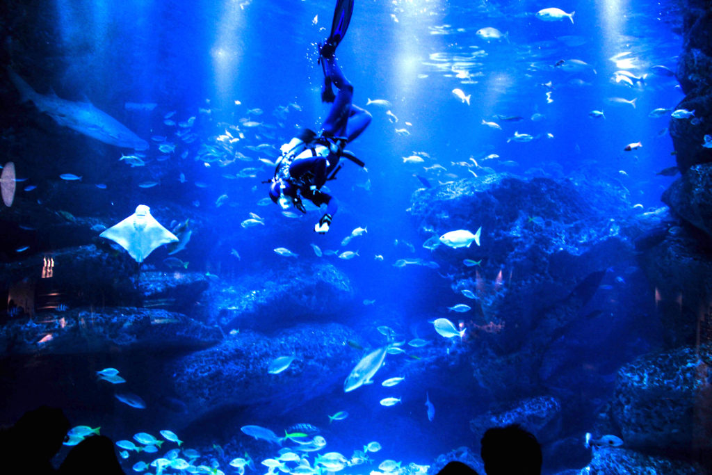 sumida aquarium